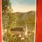 Ilustrata - Brasov- Vedere Biserica Neagra cu Tampa , interbelica , color