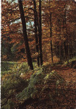 Ilustrata Germania-Kruger- Peisaj