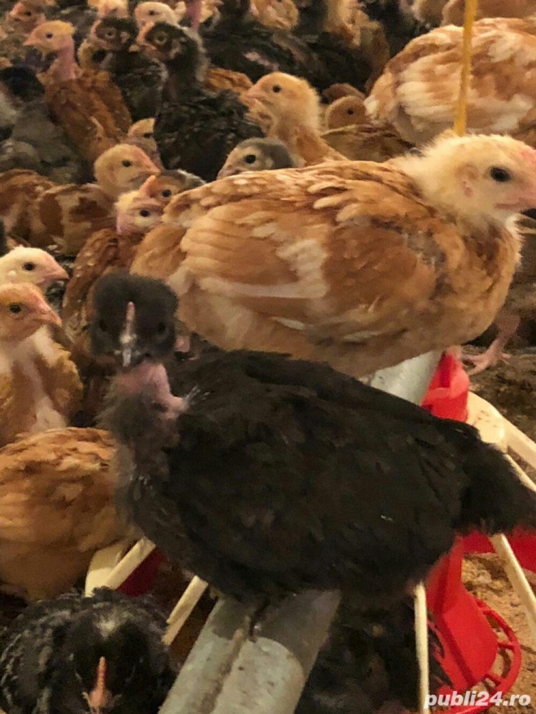 pui zburati | arhiva Okazii.ro