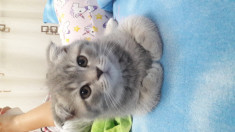 Pui British shorthair si Scottish fold foto