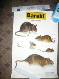 Afis cu tipuri de Soareci si Sobolani diatrusi de Rodenticide Firma Baraki ,40 c