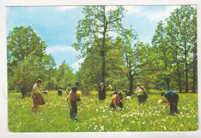 bnk cp Fagaras-Vad - Poiana narciselor - necirculata foto