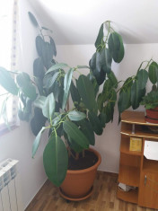 Ficus Elastica foto