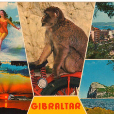 CPI B 10235 CARTE POSTALA - GIBRALTAR, MOZAIC, MAIMUTA,