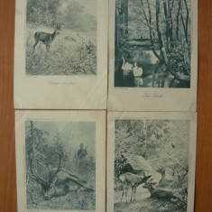 Animale - lot 11 carti postale vechi ( G. Heuer & Kirmse - Germania )