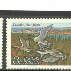 Rusia 1992 - RATE SI GASTE SALBATICE, serie MNH, T12