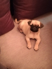 Vand Pug (mops) foto