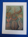 E. HAECKEL - KUNSTFORMEN DER NATUR , TAFEL 96 - SABELLA ( LITOGRAFIE ) ~ 1904