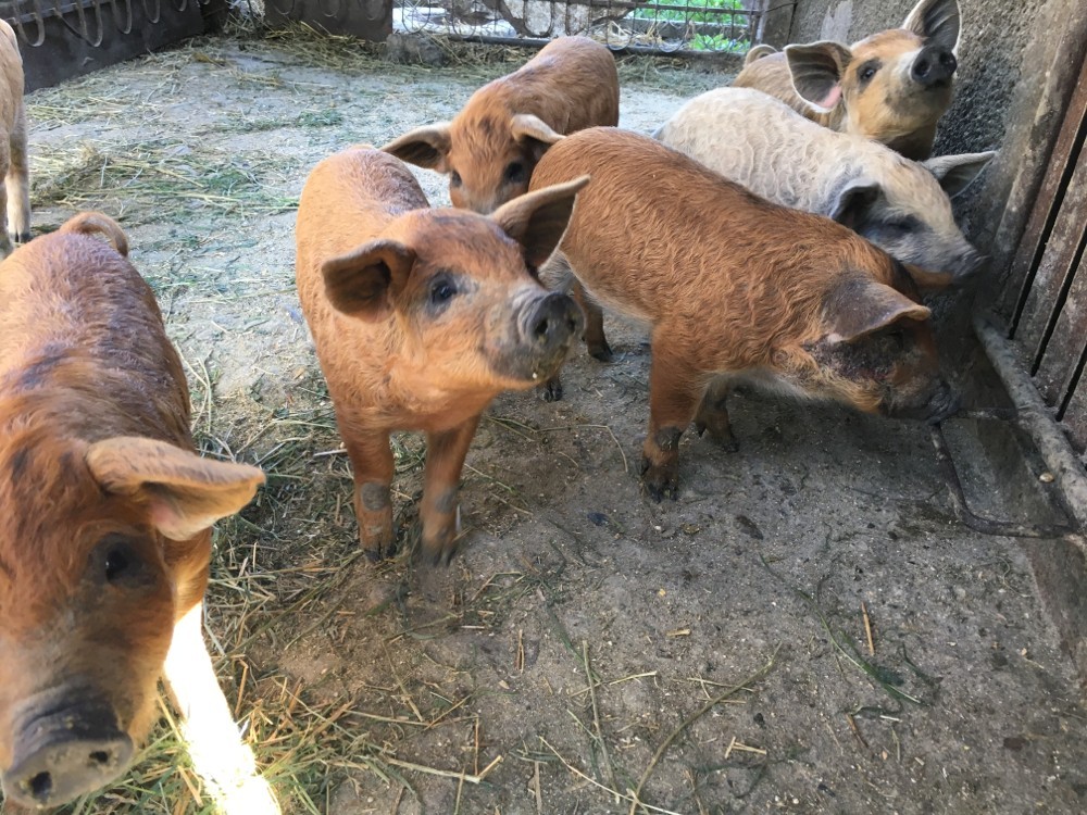 Purcei Mangalita | arhiva Okazii.ro