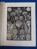 E. HAECKEL - KUNSTFORMEN DER NATUR , TAFEL 93 - ARCYRIA ( LITOGRAFIE ) ~ 1904