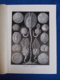 E. HAECKEL - KUNSTFORMEN DER NATUR , TAFEL 90 - CALLOCYSTIS ( LITOGRAFIE ) ~1904