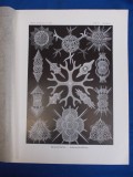 E. HAECKEL - KUNSTFORMEN DER NATUR , TAFEL 91 - ASTROSPHAERA (LITOGRAFIE) ~ 1904