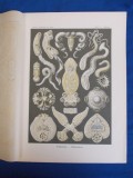 E. HAECKEL - KUNSTFORMEN DER NATUR , TAFEL 75 - DIPLOZOON ( LITOGRAFIE ) ~ 1904