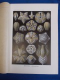 E. HAECKEL - KUNSTFORMEN DER NATUR , TAFEL 80 - PENTREMITES (LITOGRAFIE) ~ 1904