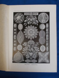 E. HAECKEL - KUNSTFORMEN DER NATUR , TAFEL 84 - NAVIGULA ( LITOGRAFIE ) ~ 1904