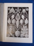 E. HAECKEL - KUNSTFORMEN DER NATUR , TAFEL 95 - PLACOCYSTIS (LITOGRAFIE) ~ 1904