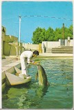 bnk cp Constanta - Delfinariu - circulata