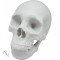 Statueta craniu Yorick 21 cm