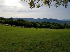 Teren Intravilan cu Cabana Padure si Faneata langa muntele Gaina foto