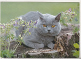 Bnk cp Carti postale tematice - Pisica - necirculata, Germania, Printata