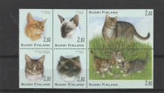 Fauna ,pisici de rasa ,Finlanda . foto