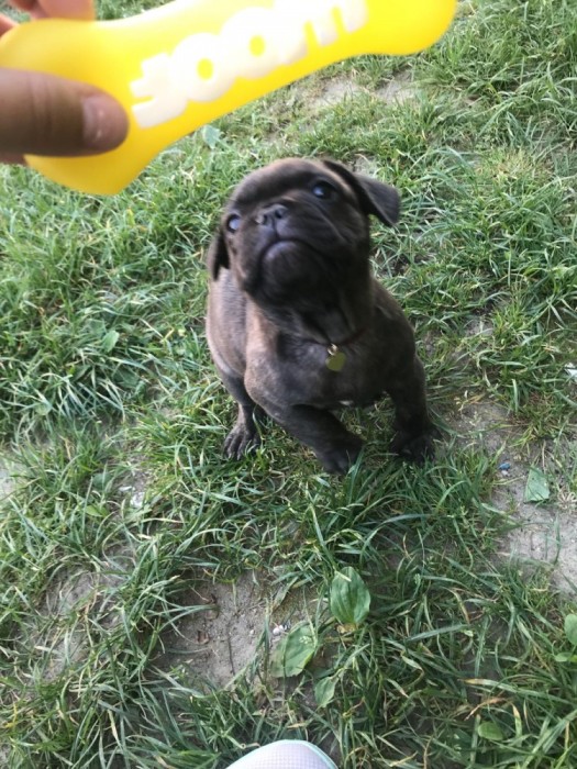 Bulldog francez Bulldog francez