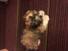 pui Bichon Havanez foto