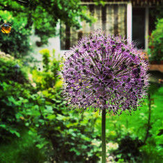 Amenajari gradini-intretinere spatii verzi-toaletare plante interior foto