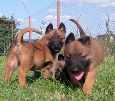 Ciobanesc Belgian Malinois Arhiva Okazii Ro