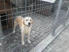 Gratis caine labrador mascul foto