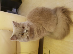 Pisica British Longhair Lila foto