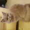Pisica British Longhair Lila
