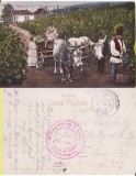 Port popular) -WWI,WK1-cenzura militara-culesul viei, vinificatie, Circulata, Printata