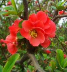 Chaenomeles Speciosa ? Gutuiul Japonez - 50 seminte foto