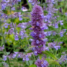 Agastache rugosa ? Menta Koreiana- 0.10 gr saminta foto