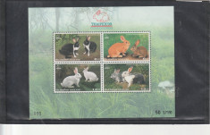 Fauna ,rase de iepuri ,expo , Tailanda. foto