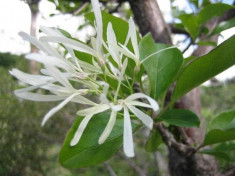 Chionanthus Virginicus - arbust ornamental - 30 seminte foto