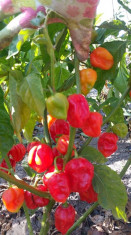 Ardei iute Capsicum Chinense Habanero rosu 40 seminte foto