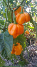 Ardei iute Capsicum Chinense Habanero rosii si galbeni 40 seminte foto