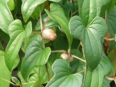 Dioscorea Opposita Dioscorea batatas,Decne, Chinese yam, 20 bulbi. foto