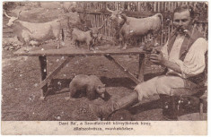 #2251- Romania, Sovata c.p. circulata 1918: Dani Ba&amp;quot; sculptor de animale foto