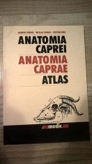 Anatomia caprei - Atlas - Gabriel Predoi; N. Cornila (Editura Bic All, 2001) foto