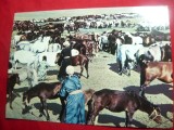 Ilustrata Mongolia - Crescatori de Cai