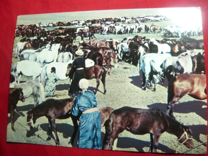 Ilustrata Mongolia - Crescatori de Cai