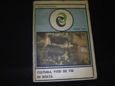 CULTURA VITEI DE VIE IN BOLTA-SARGHI TRANDAFIR-203 PG- foto