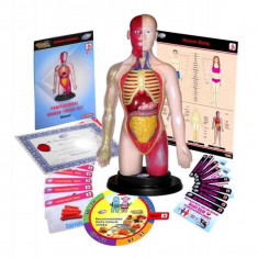 Kit educational mulaj Corpul uman si sistemul digestiv foto