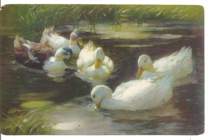 (A) carte postala - RATE pe lac