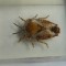 INSECTE REALE IN RASINA, (N11) DEAGOSTINI