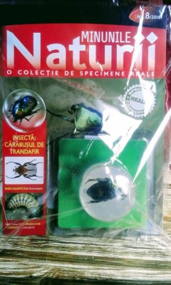 Minunile Naturii - Insectă - Cărăbușul de trandafir , revistă și specimen real foto