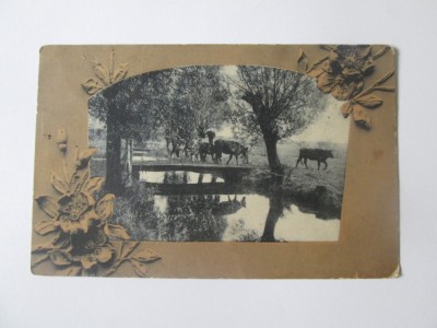 Carte postala cu vaci la pasunat,stampilata Braila 1907 foto